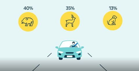 Siniestro_animales