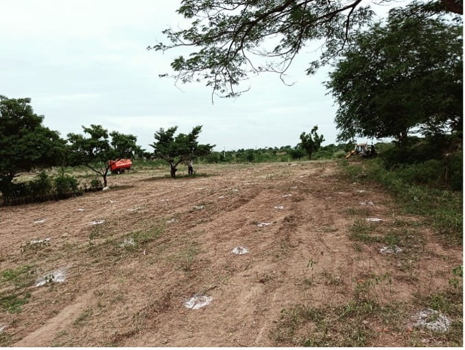 afforestation project