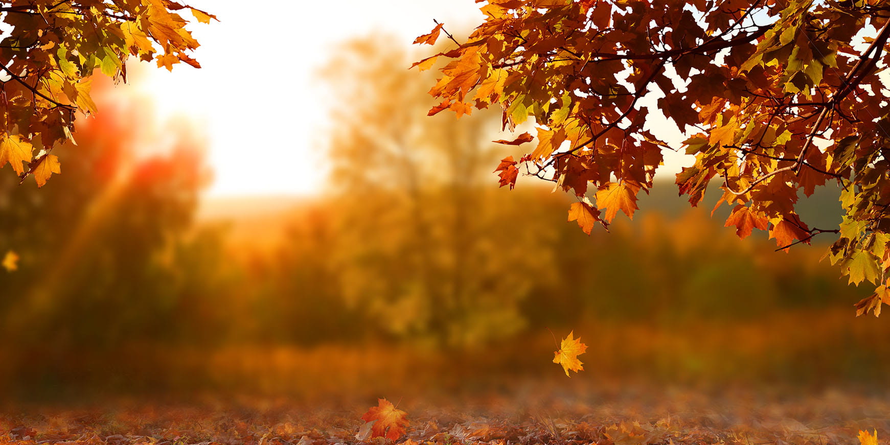 Fall in sunset