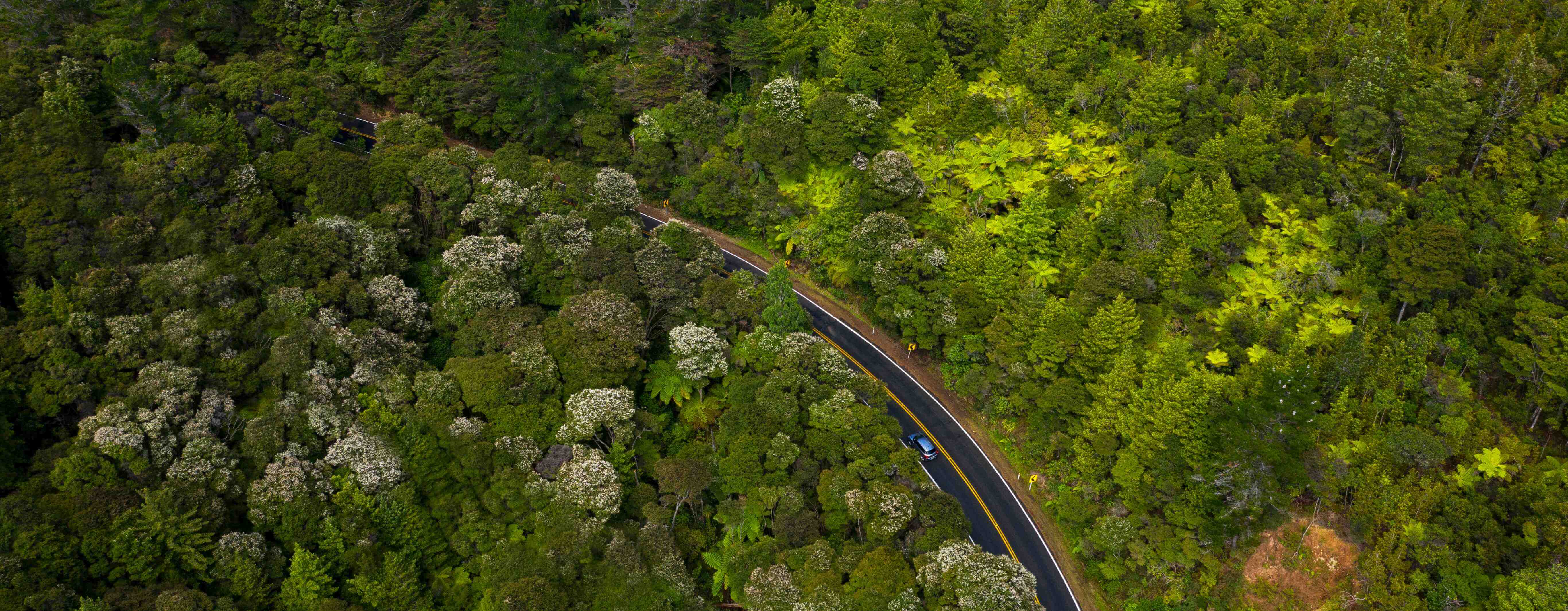 Drone image of car driving in forest
